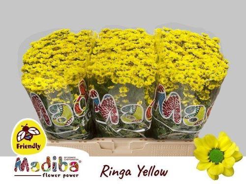 Chrysanthemum Indicum Grp tros santini Madiba Ringa Yellow
