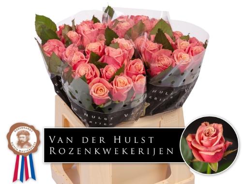 Rosa grootbloemig Adele