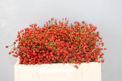 Rosa Prinsberry Fire