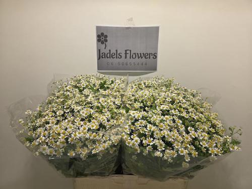 Tanacetum parthenium 'Single Vegmo'