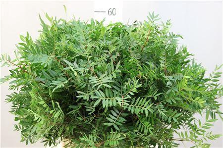 Pistacia (blad) per bos