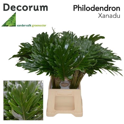 Philodendron 'Xanadu'