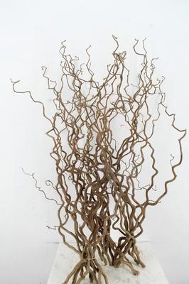 Corylus avellana 'Contorta'