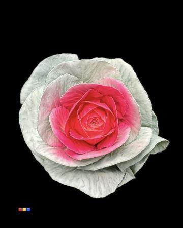 Brassica oleracea kleurbehandeld H%