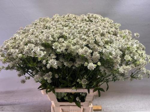 Astrantia major 'Million Stars'