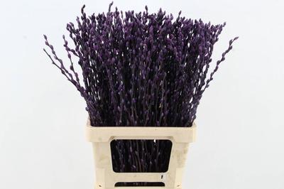 Salix kleurbehandeld H%