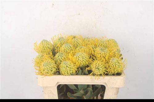 Leucospermum nutans 'Sunrise'