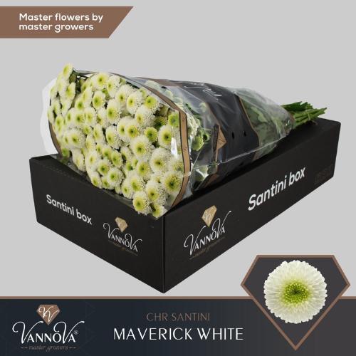 Chrysanthemum (Indicum Grp) tros santini Maverick