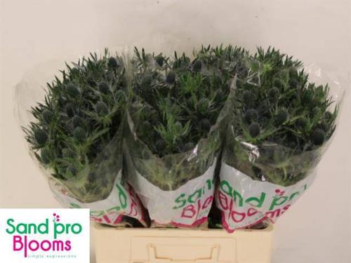 Eryngium Magical Blue Lagoon