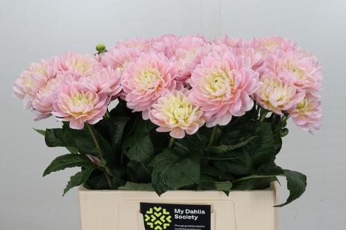 Dahlia Diana's Memory