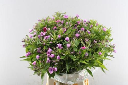 Phlox (Paniculata Grp) (Paniculata Grp) 'Lollipink'