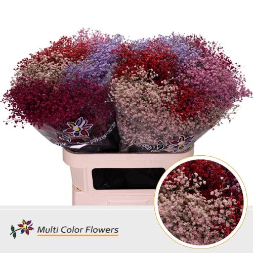 Gypsophila overig kleurbehandeld H%