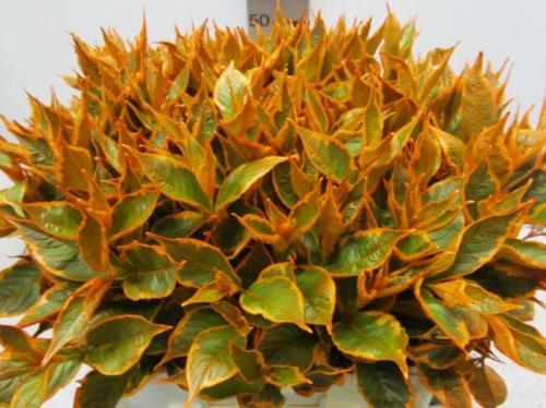 Decoratiegroen kleurbehandeld H%
