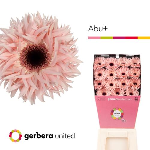 Gerbera grootbloemig spinvormig Abu+