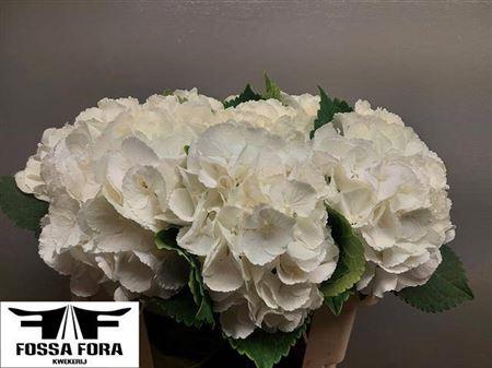 Hydrangea macrophylla Royal Princess