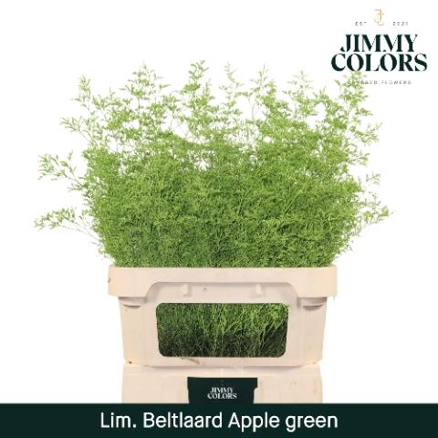 Limonium overig kleurbehandeld H%