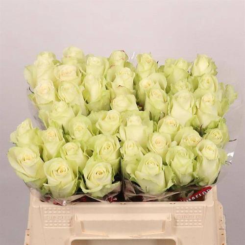 Rosa grootbloemig Athena
