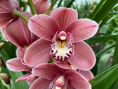 Cymbidium mini per tak Rincon Fairy 'Pink Perfection'