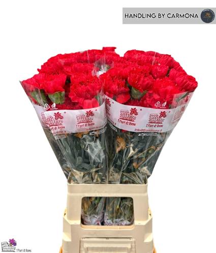 Dianthus standaard Sparta+