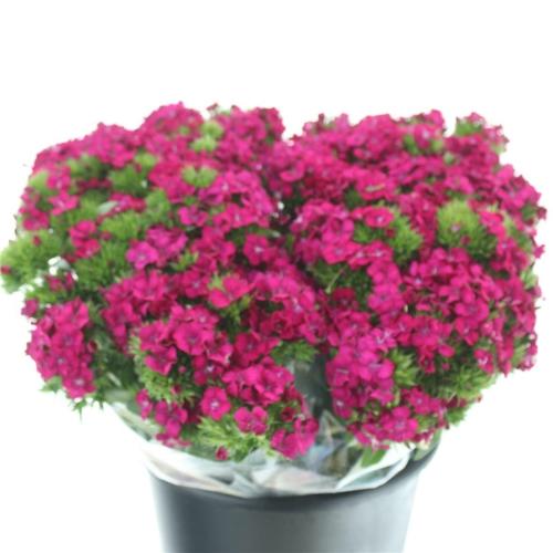 Dianthus barbatus 'Amazon Neon Cherry'