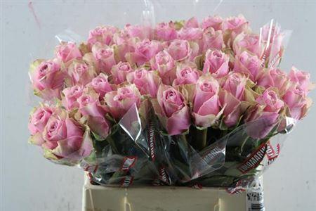 Rosa grootbloemig Athena Royale