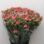 34c0bef1-7c0e-4fc4-ac2f-dcc432cc7931.jpg