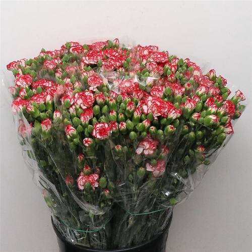 Dianthus tros 'Minuetto'