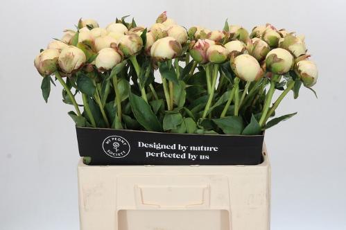 Paeonia Lactiflora Grp 'Bowl of Cream'