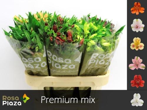 Alstoemeria gemengd in fust