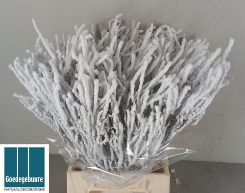 Vaccinium kleurbehandeld H%