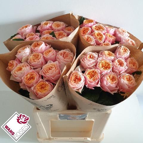 Rosa grootbloemig 'Vuvuzela'