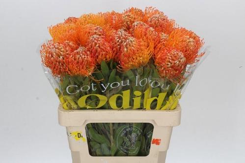 Leucospermum 'Jelena'