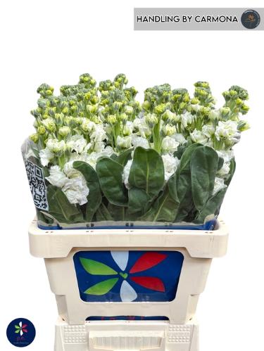 Matthiola incana 'Iron White'
