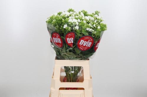 Phlox Paniculata Grp Whitecap