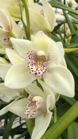 Cymbidium mini 'Iris'