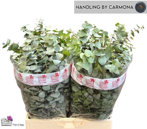 Eucalyptus per bos cinerea