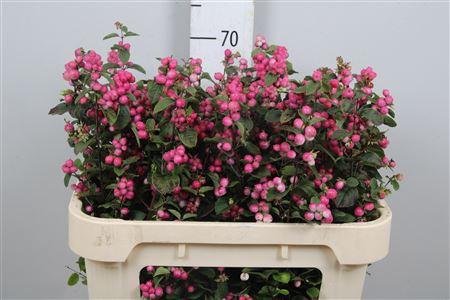 Symphoricarpos Magical Temptation