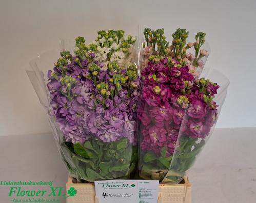 Matthiola incana StoX gemengd