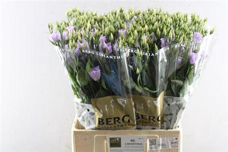 Eustoma russellianum enkelbloemig 'Piccolo Lavender'