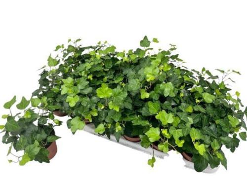 Hedera helix 'Wonder'