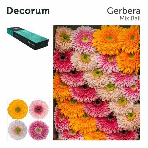 Gerbera grootbloemig bolvormig Pomponi gemengd