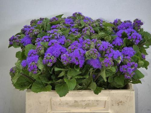 Ageratum houstonianum 'Blue Planet'