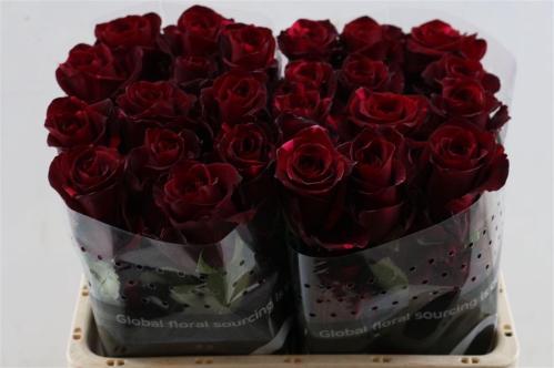 Rosa grootbloemig Red Panther