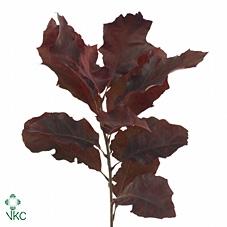 Quercus rubra kleurbehandeld H%