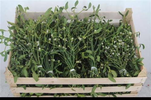 Viscum album per bos