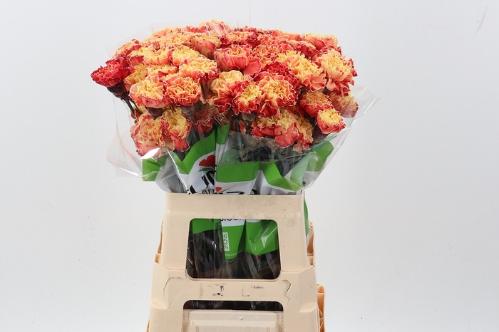 Dianthus standaard kleurbehandeld H%