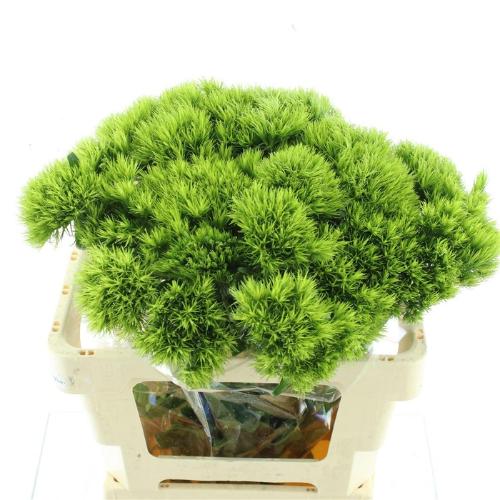 Dianthus barbatus Green Wicky