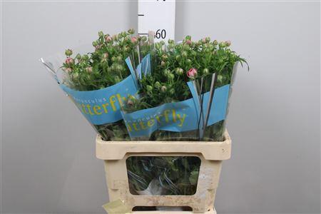 Ranunculus Butterfly Jupiter