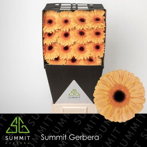 Gerbera grootbloemig 'Jetset'