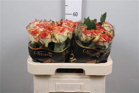 Rosa grootbloemig Aruba Summerhouse